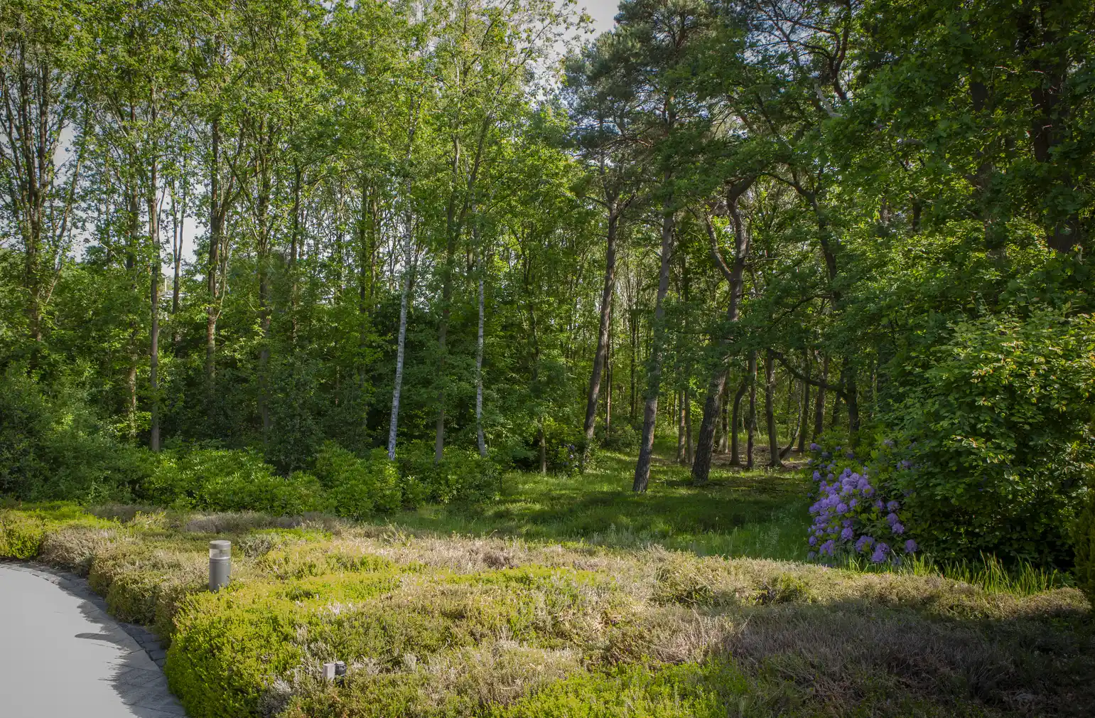 Overzicht omringend bos